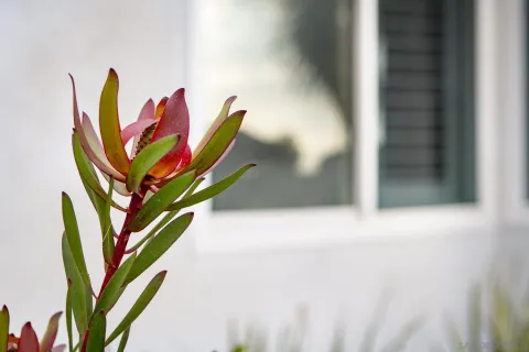 a view of a room with a plant