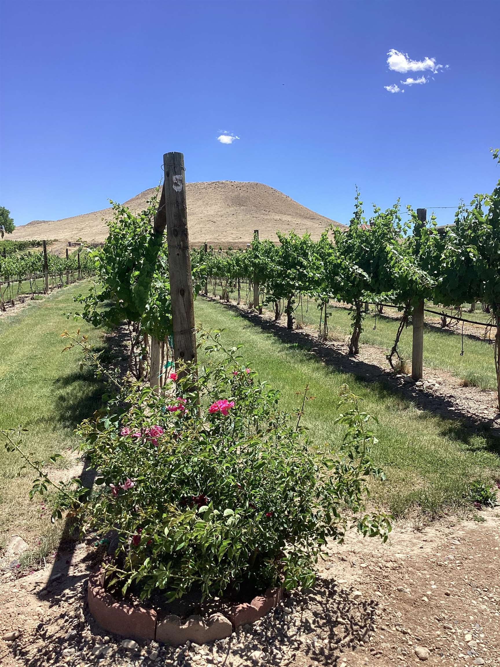 3697 F Road Palisade, CO 81526 - Photo 32 of 40 a view of a garden with a building in the background
