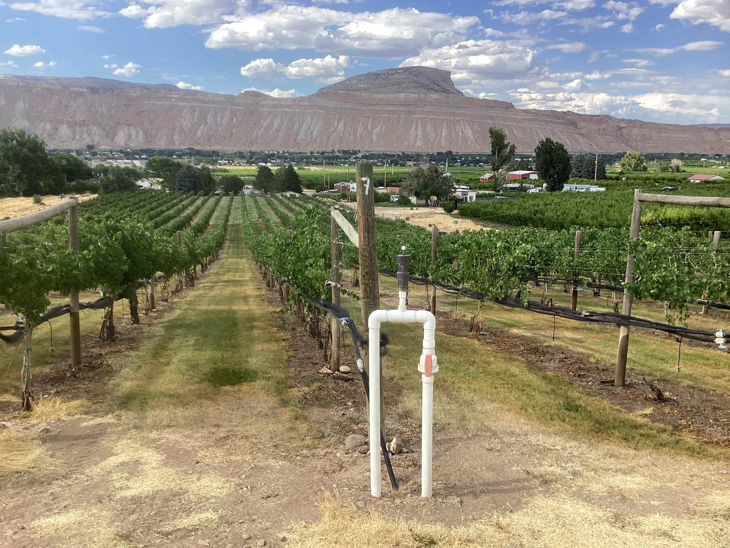 3697 F Road Palisade, CO 81526 - Photo 33 of 40