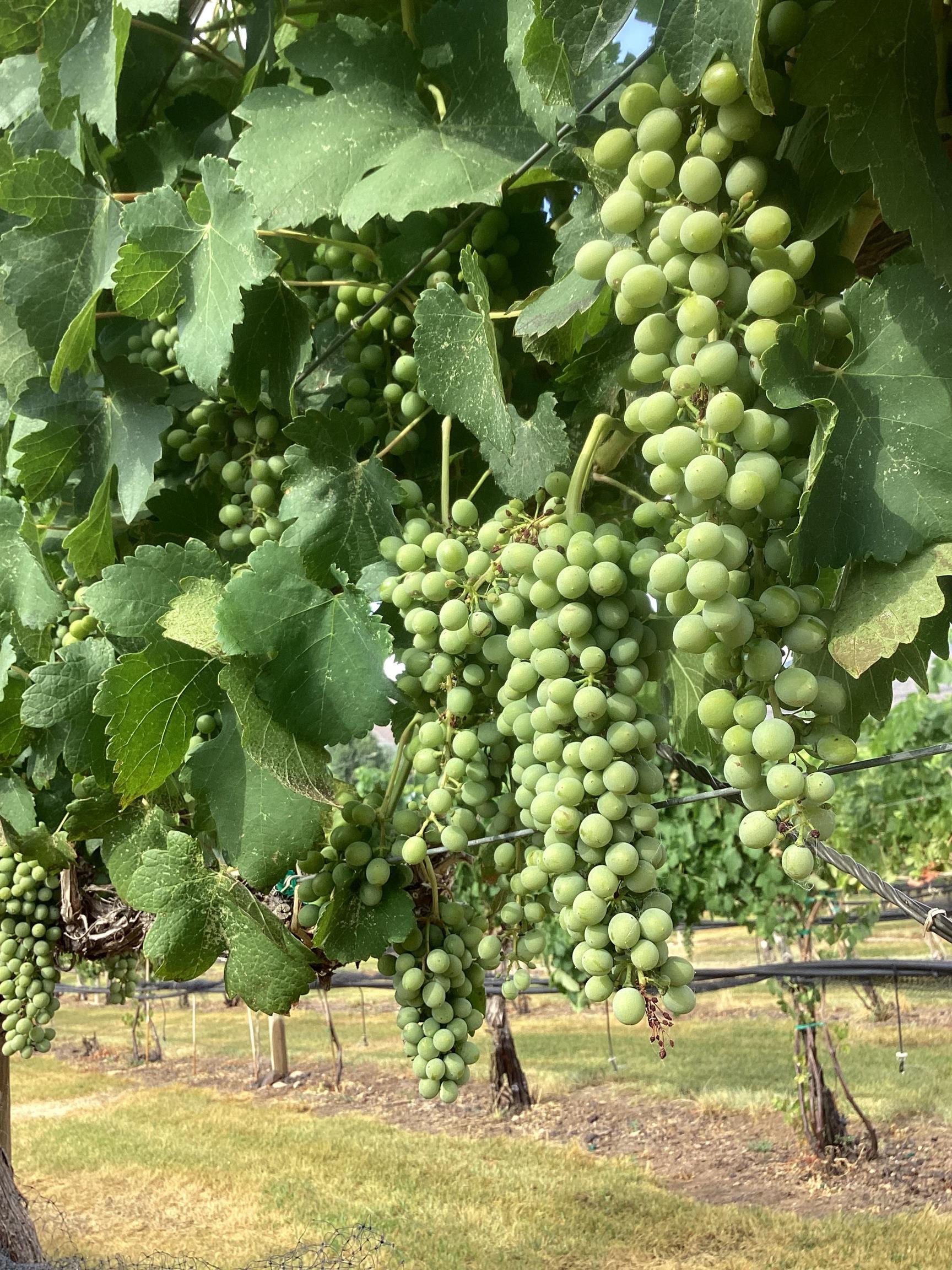 3697 F Road Palisade, CO 81526 - Photo 34 of 40 a view of a tree with a yard