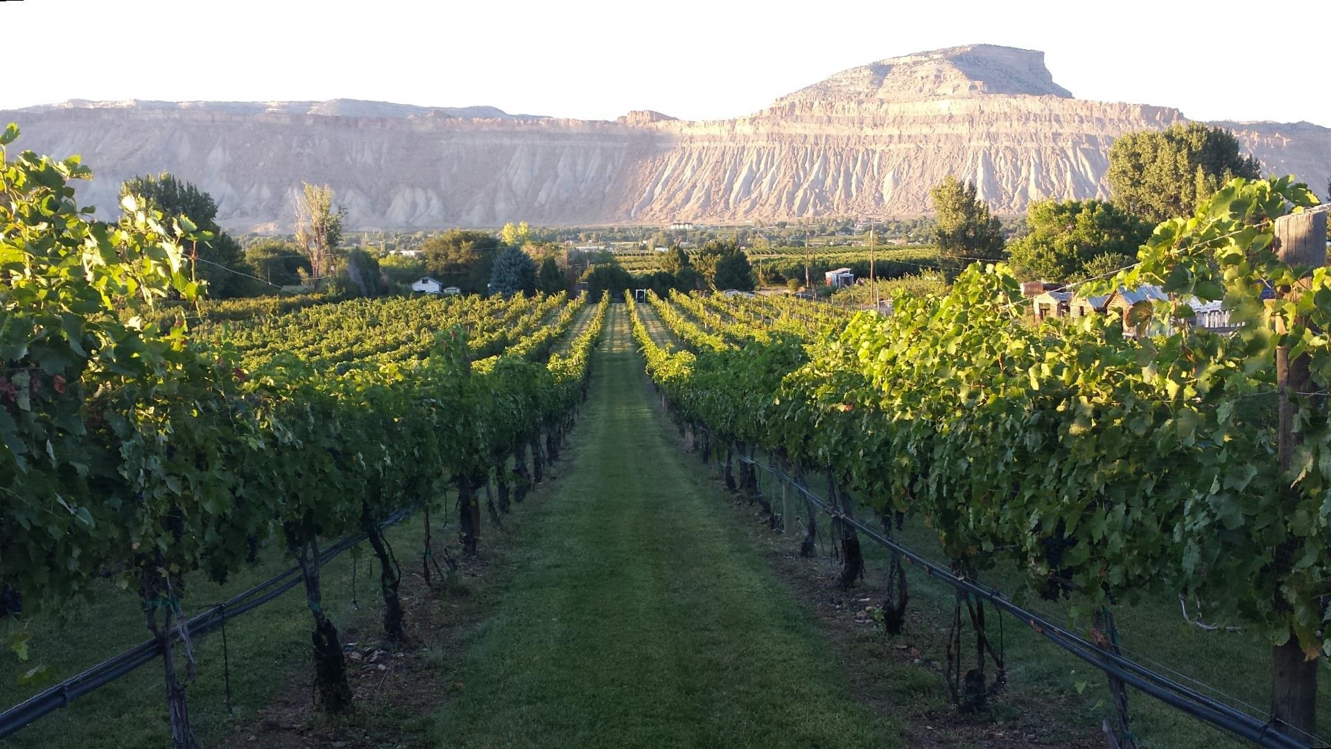 3697 F Road Palisade, CO 81526 - Photo 35 of 40 a view of a back yard