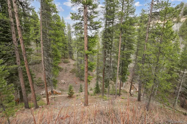 a view of a forest filled with trees