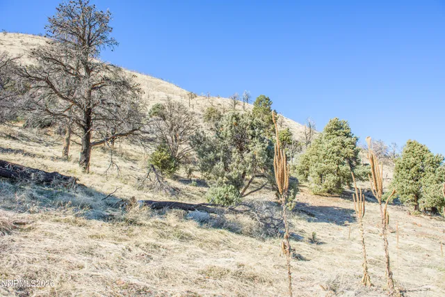 a view of a dry yard with trees
