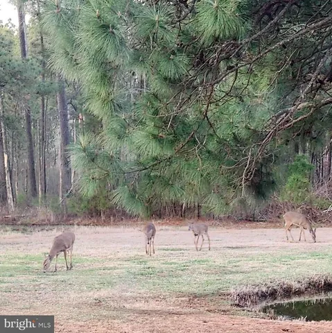 a view of a yard with a tree
