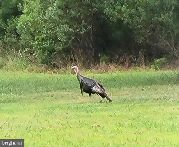 a view of a lake with a yard