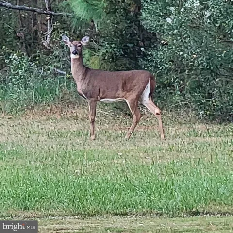 a view of a yard in a backyard