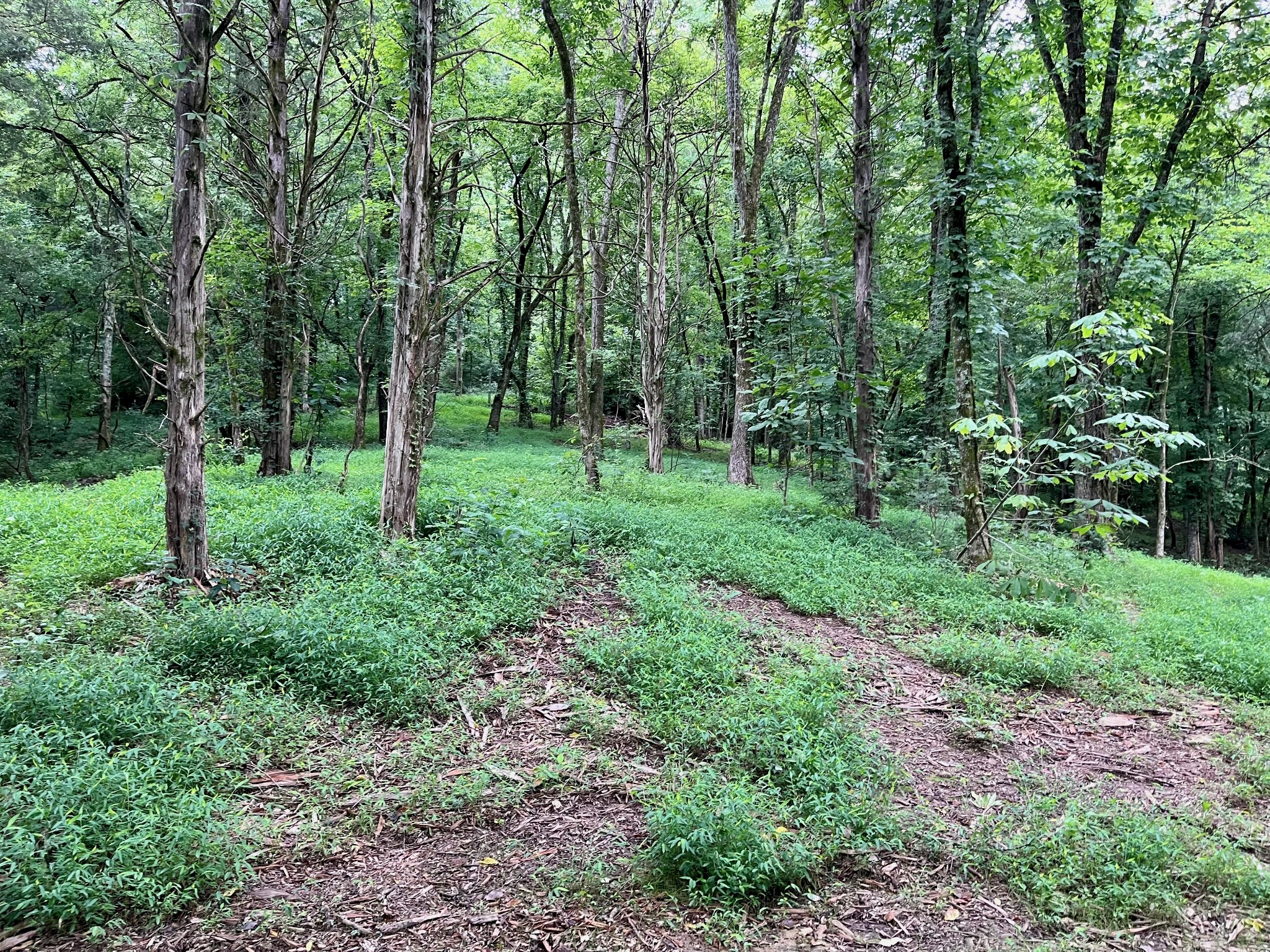 135 Dillehay Hollow Road Pleasant Shade, TN 37145 - Photo 40 of 47