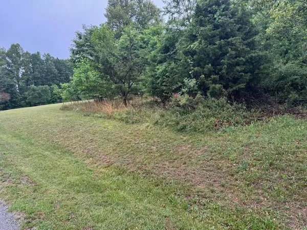 a view of a lush green space