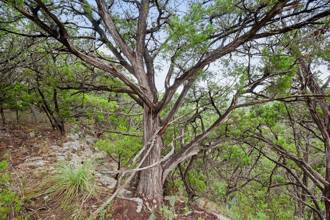 18211 Gregg Bluff Road Jonestown, TX 78645 - Photo 9 of 24 View of wooded area