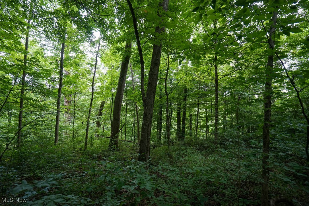 34799 Paw Road Lower Salem, OH 45745 - Photo 47 of 50 View of wooded area