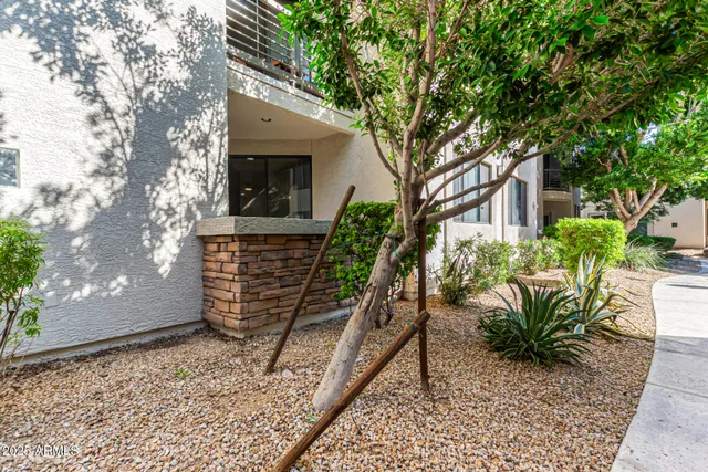 a view of backyard with a potted plant and a large tree