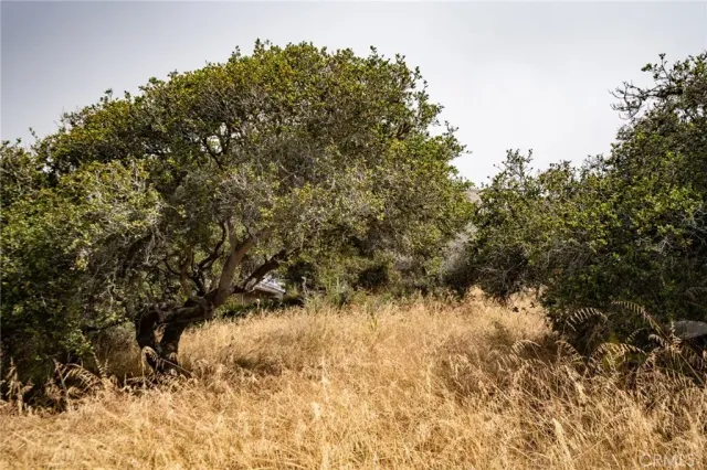 a view of a tree in a yard