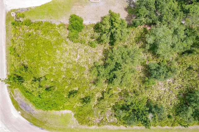 a view of a garden with a plant