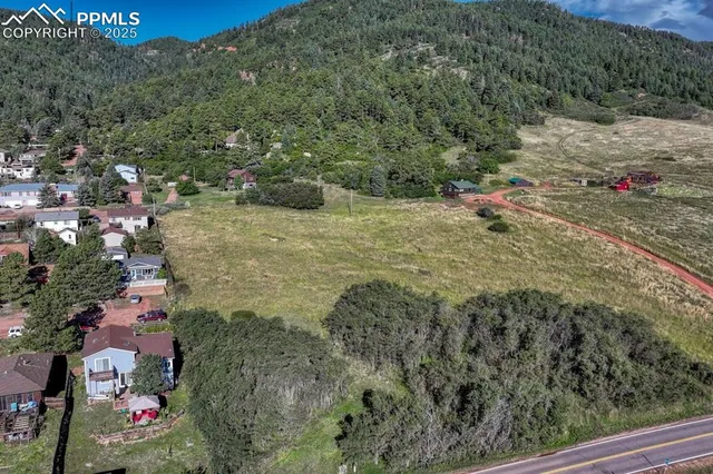 a view of a yard with plants and large trees