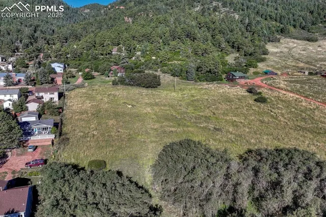 a view of a forest with a tree