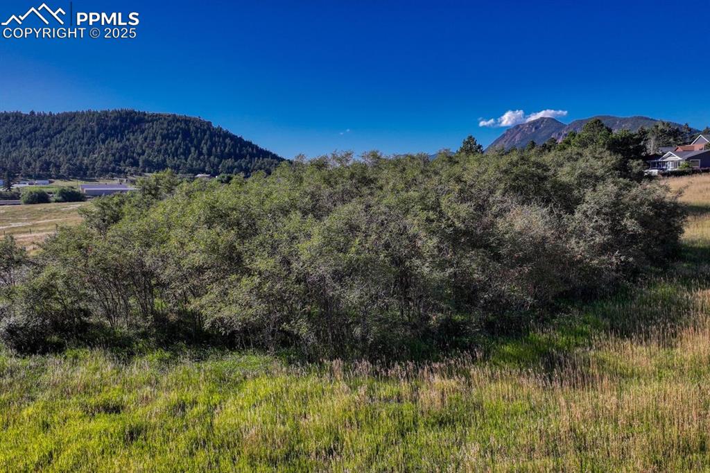 15989 South Perry Park Road Palmer Lake, CO 80133 - Photo 3 of 19 a view of a yard with a tree