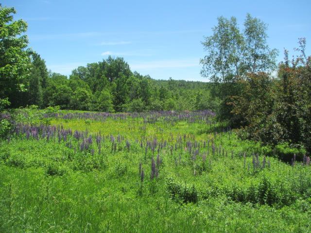 167 Swetts Pond Road Orrington, ME 04474 - Photo 1 of 20 Photo