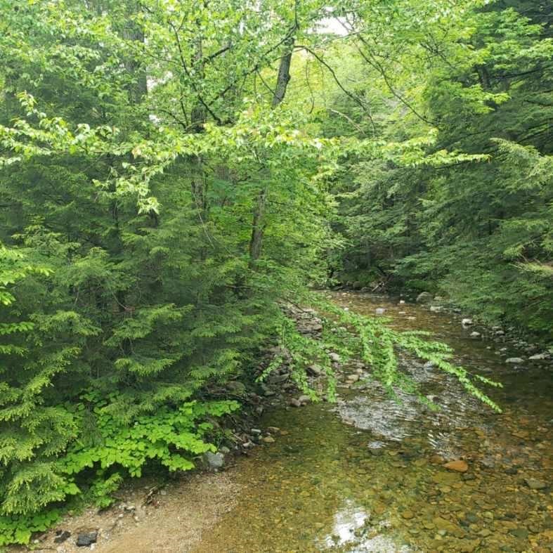 59 Conner Pond Road Ossipee, NH 03814 - Photo 6 of 15