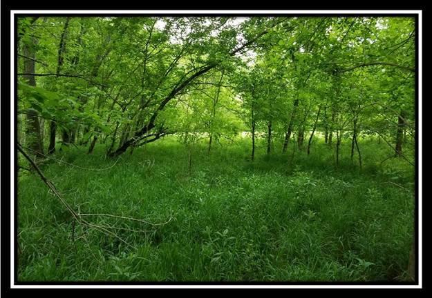 37364 Bashan Road Long Bottom, OH 45743 - Photo 5 of 8