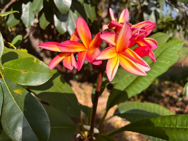 a view of a tree with a yard