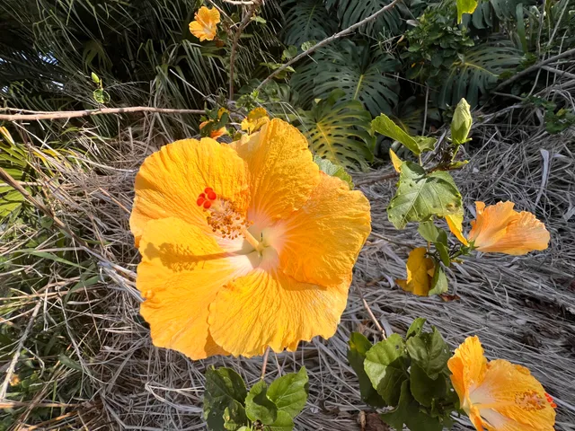 a picture of flowers