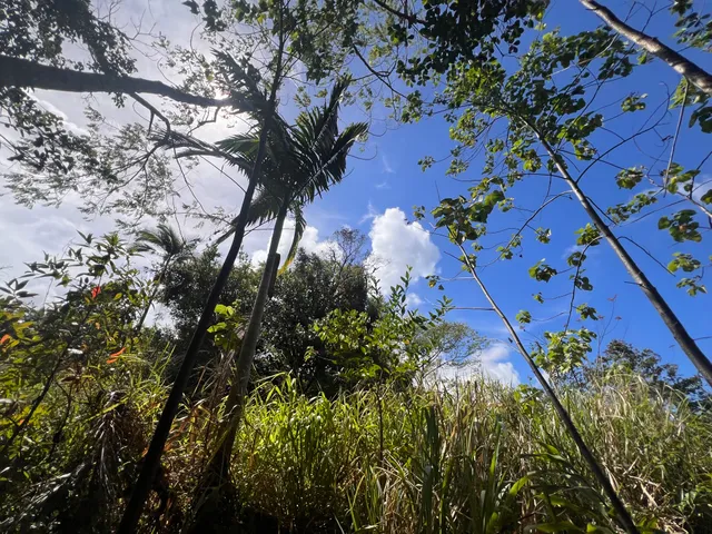 a view of a palm plant in a garden