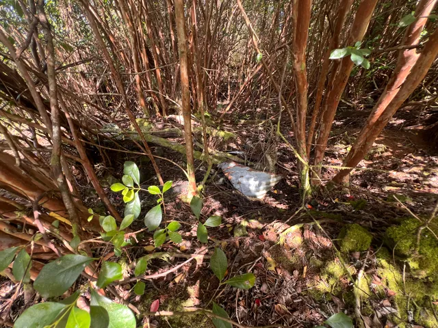 a picture of flowers