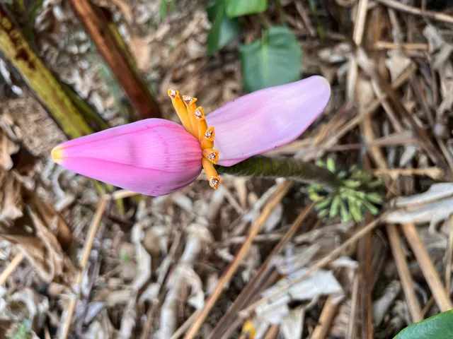 a view of a yard with plants and trees