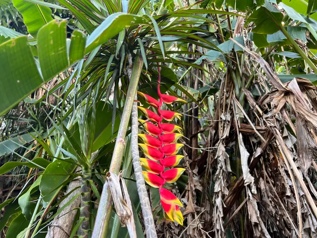 a view of a garden with plants
