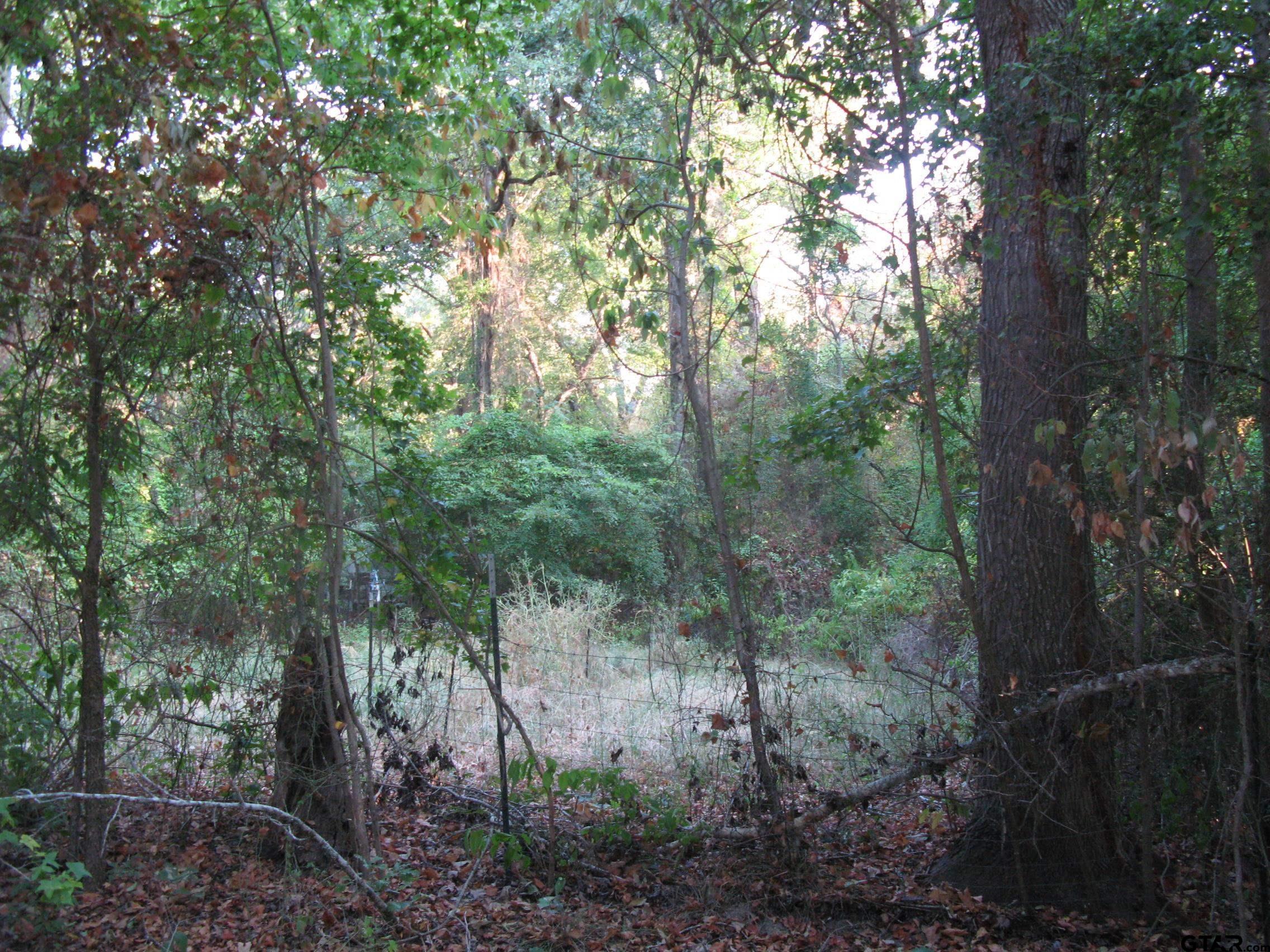 a view of a forest with trees in front of it