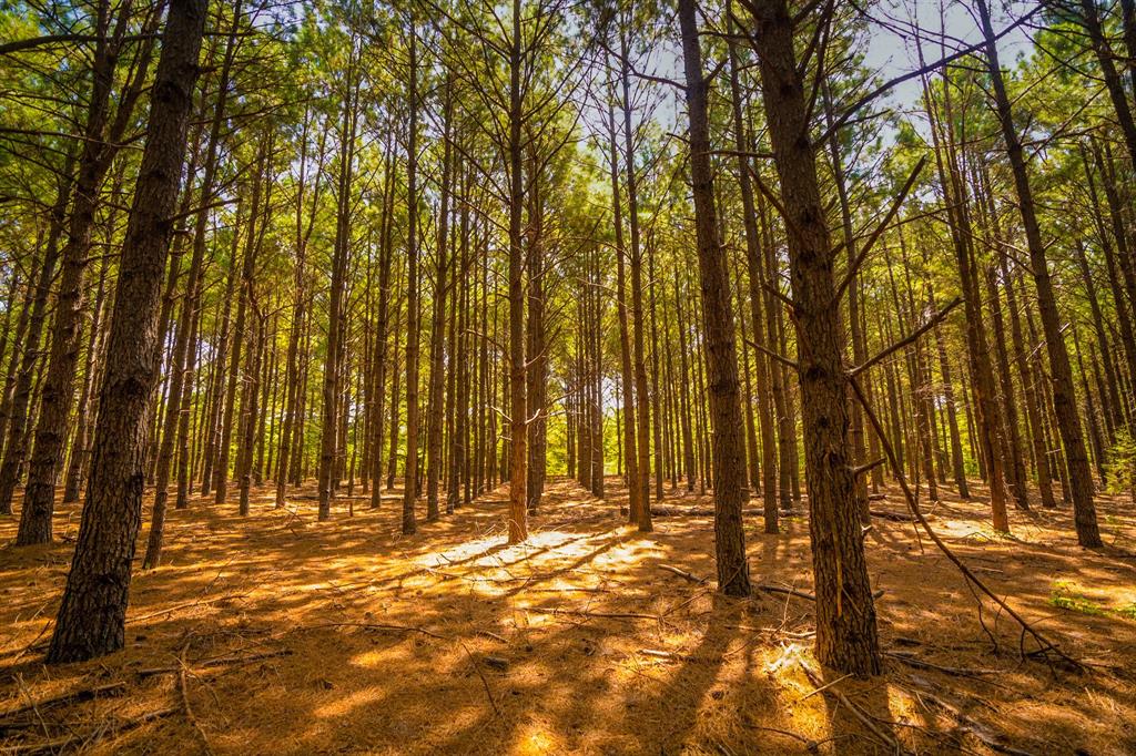 0 Fm 255 Laneville Tx