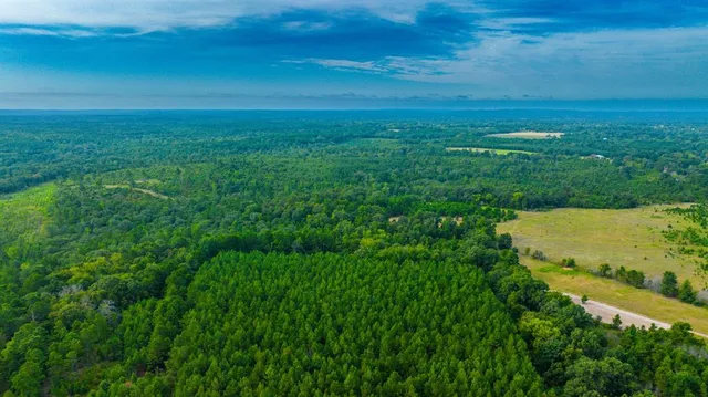 a view of a garden with plants