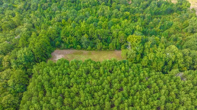 a view of a lush green space