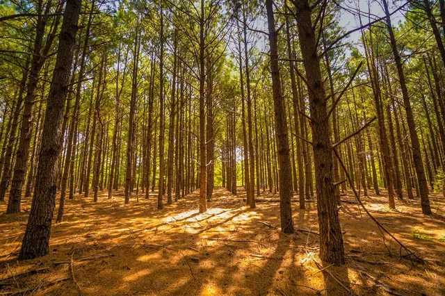a view of outdoor space with trees