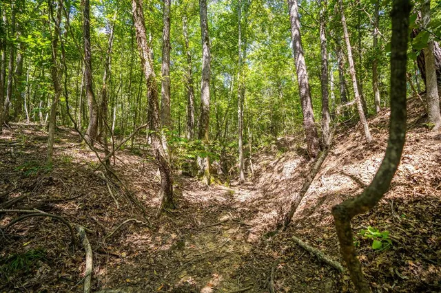 a backyard of a house with lots of trees