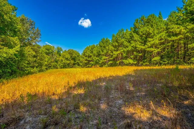 a view of a small yard