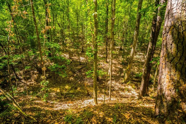 a view of outdoor space with trees