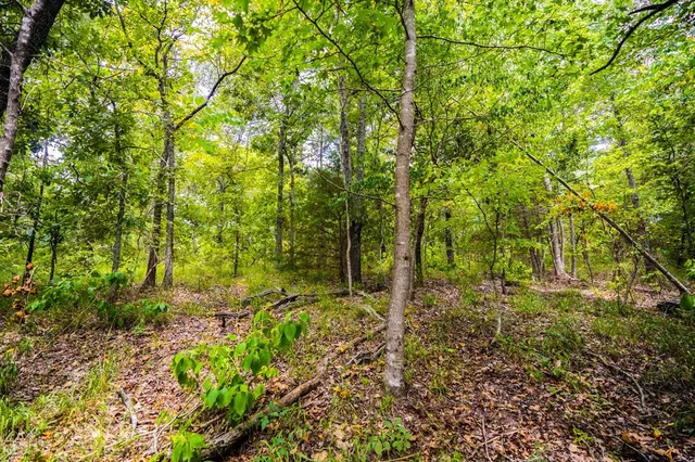 a view of under tree