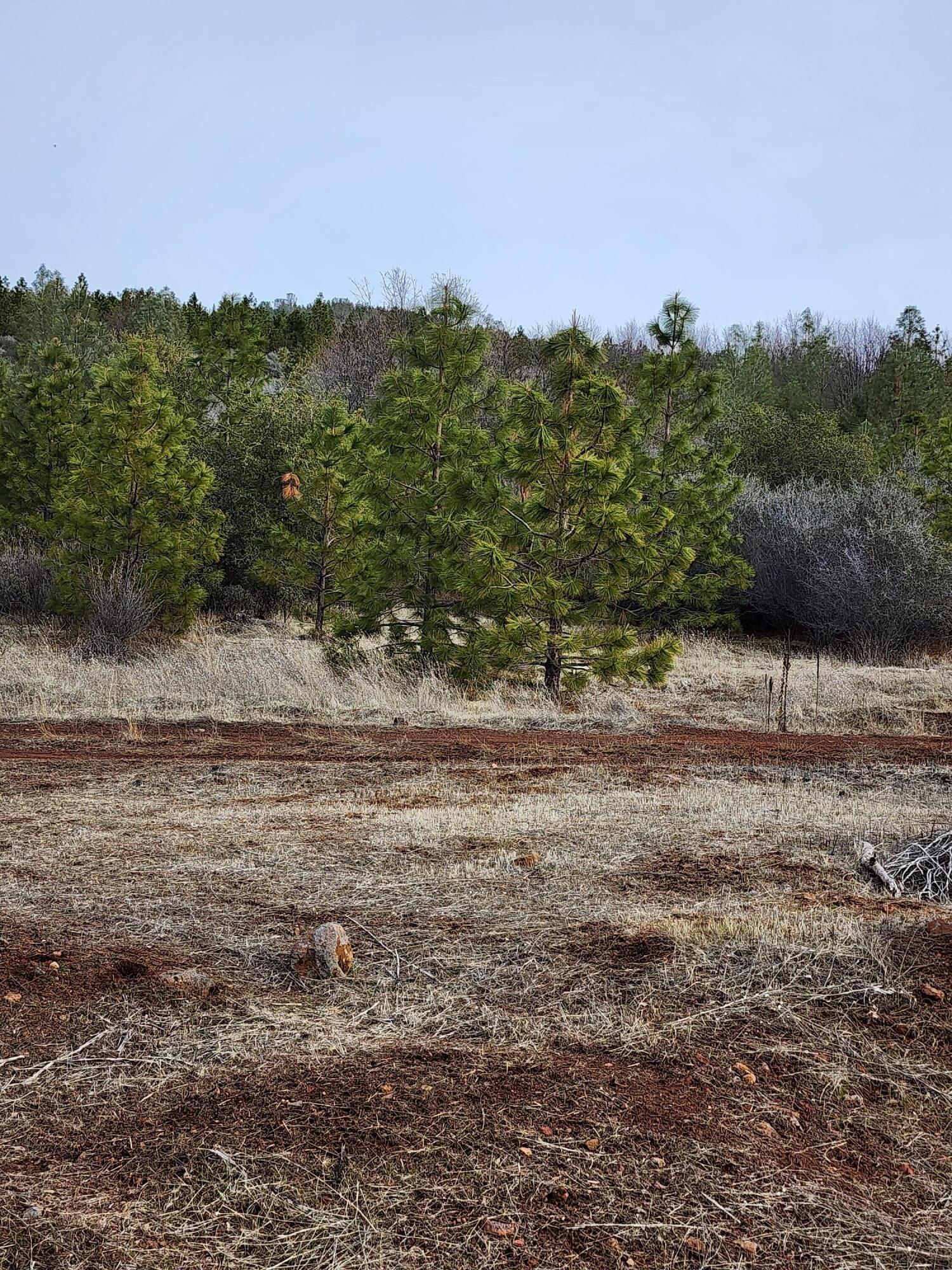 Lot 01 Woodcutter's Way Manton, CA 96059 - Photo 11 of 33 20230207_103018