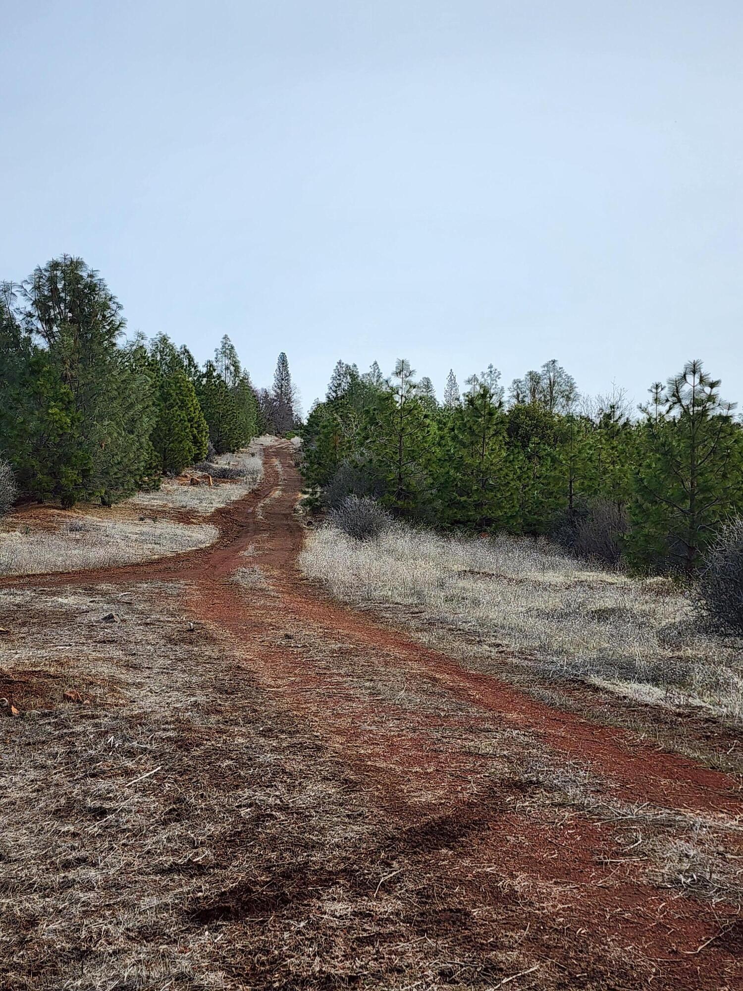 Lot 01 Woodcutter's Way Manton, CA 96059 - Photo 12 of 33 20230207_103036