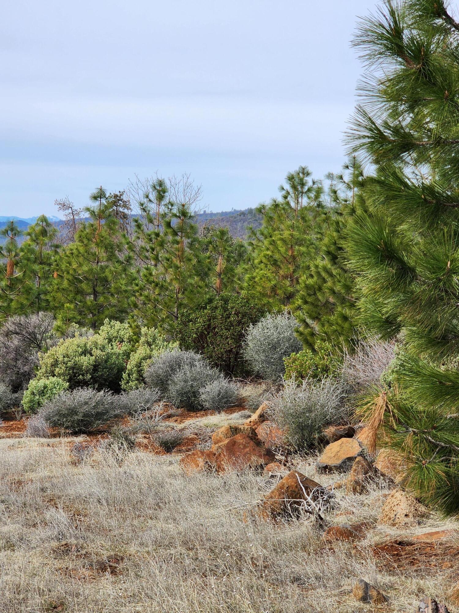 Lot 01 Woodcutter's Way Manton, CA 96059 - Photo 14 of 33 20230207_103421