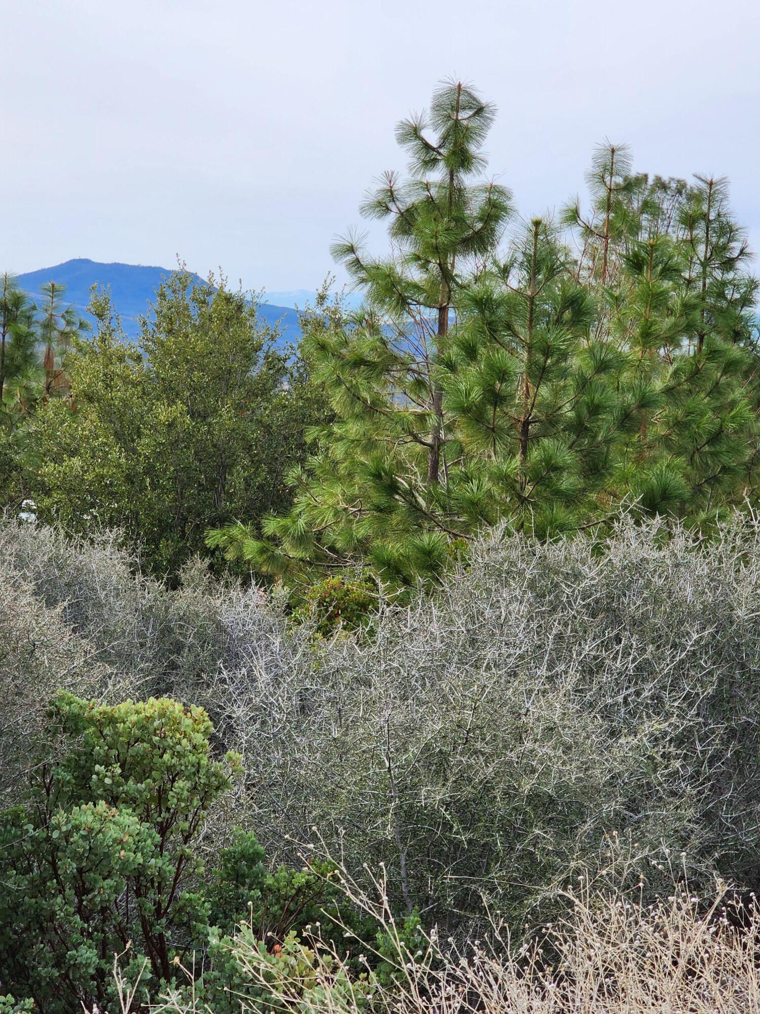 Lot 01 Woodcutter's Way Manton, CA 96059 - Photo 15 of 33 20230207_103427