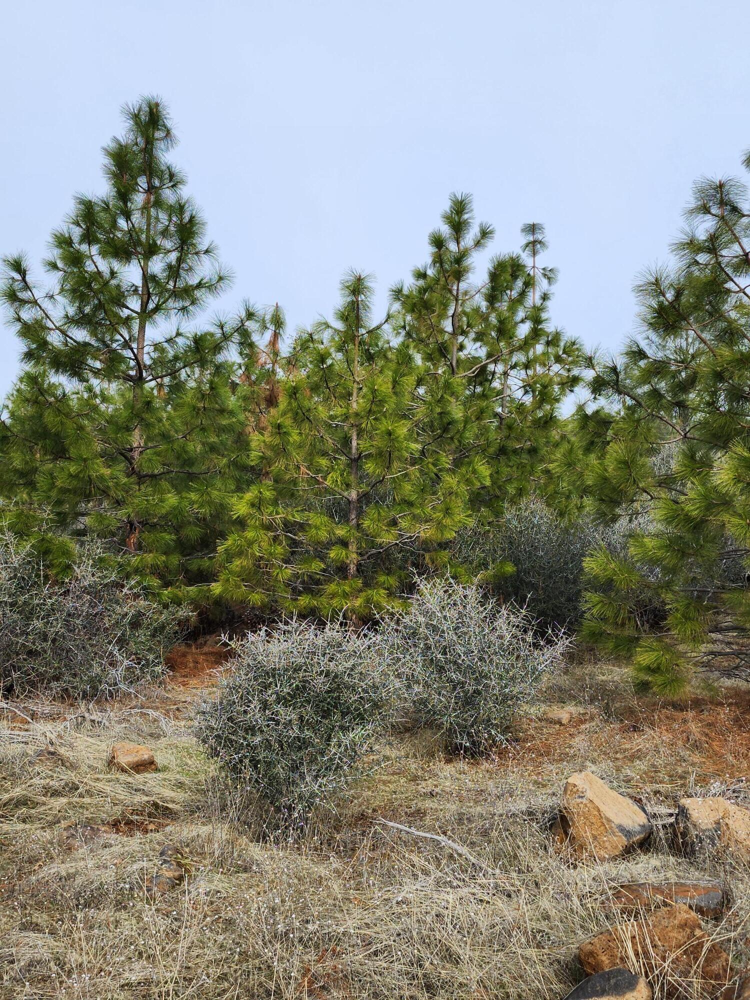 Lot 01 Woodcutter's Way Manton, CA 96059 - Photo 16 of 33 20230207_103442