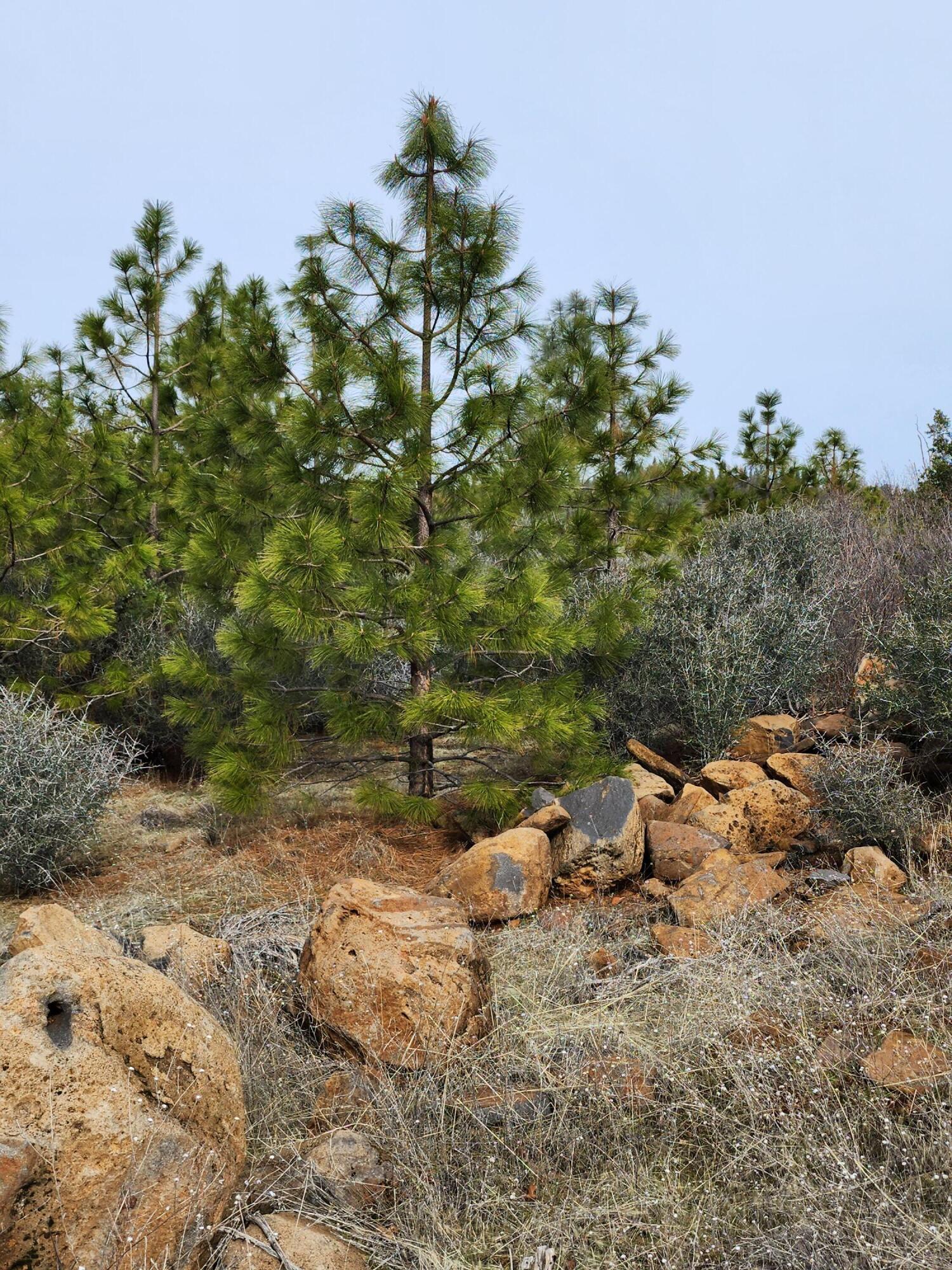 Lot 01 Woodcutter's Way Manton, CA 96059 - Photo 4 of 33 20230207_103504