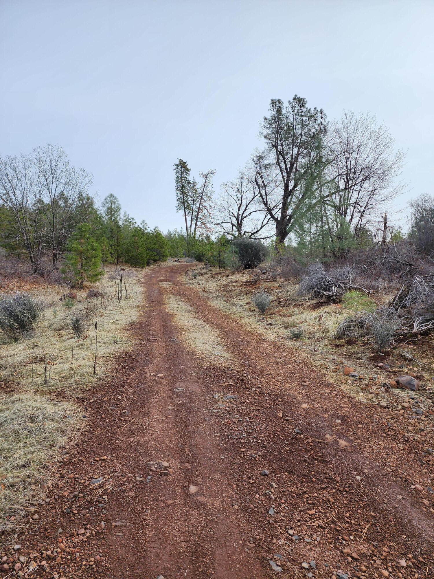 Lot 01 Woodcutter's Way Manton, CA 96059 - Photo 5 of 33 20230207_102223