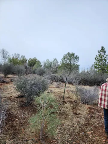 $145,000 | Lot 01 Woodcutter's Way, Manton, CA 96059