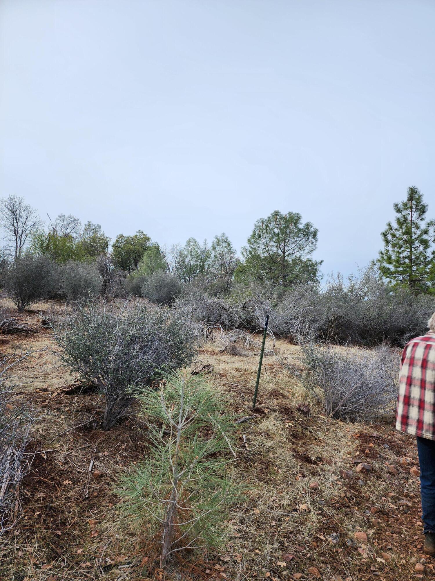 Lot 01 Woodcutter's Way Manton, CA 96059 - Photo 6 of 33 20230207_102230