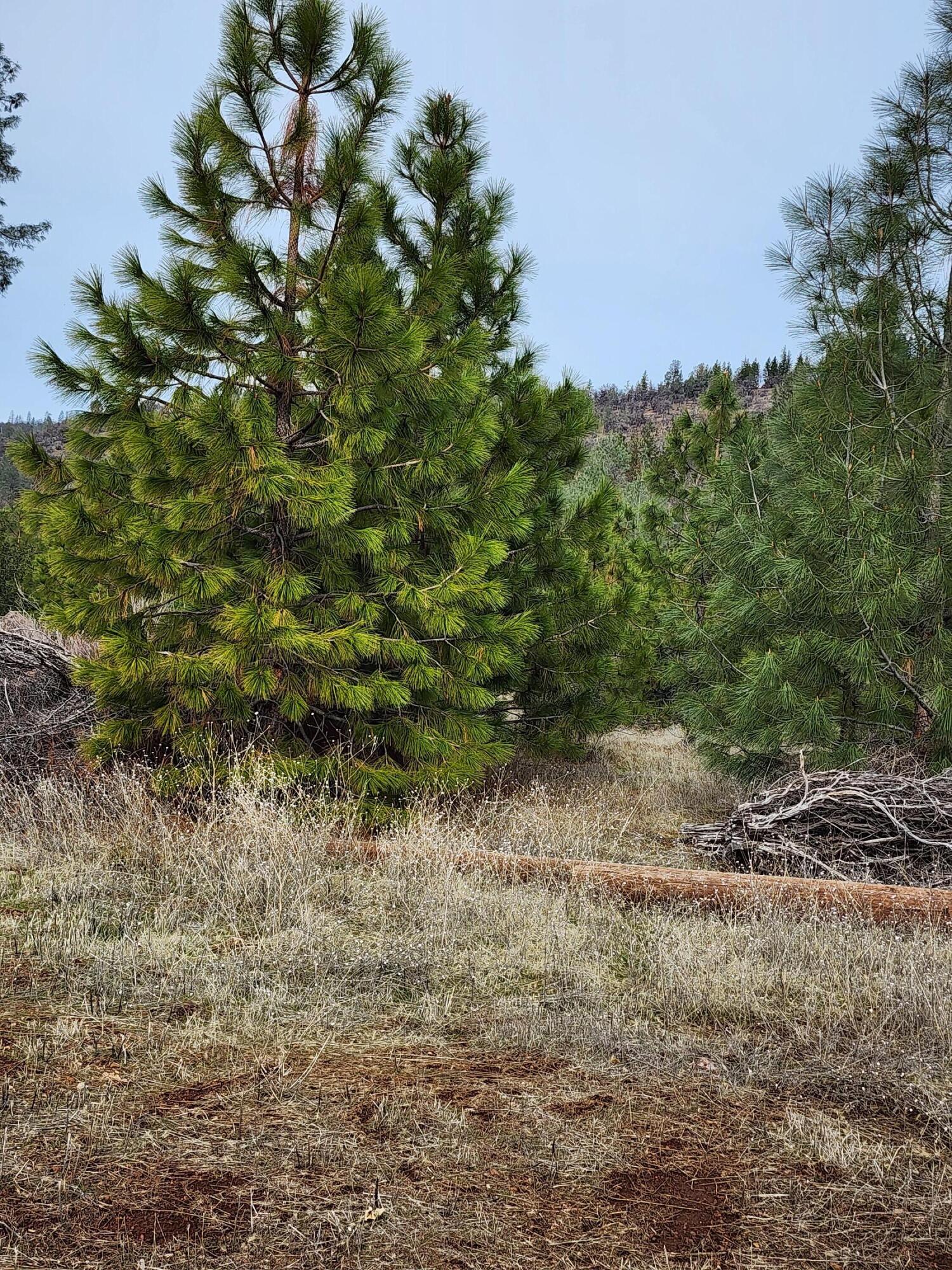 Lot 01 Woodcutter's Way Manton, CA 96059 - Photo 10 of 33 20230207_102949