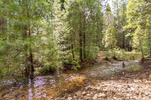 a view of a forest with trees