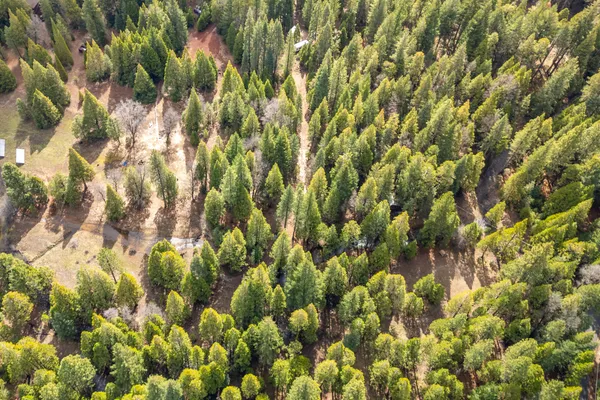 a view of a plant with a tree